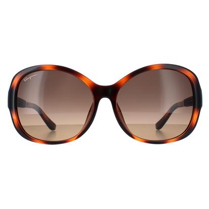 Brown Butterfly Tortoise Brown Gradient Sf744sla