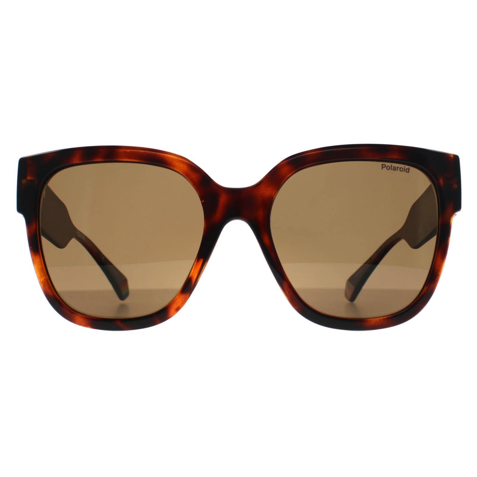 Brown Square Havana Bronze Polarized PLD 6167/S, Image 1 of 3