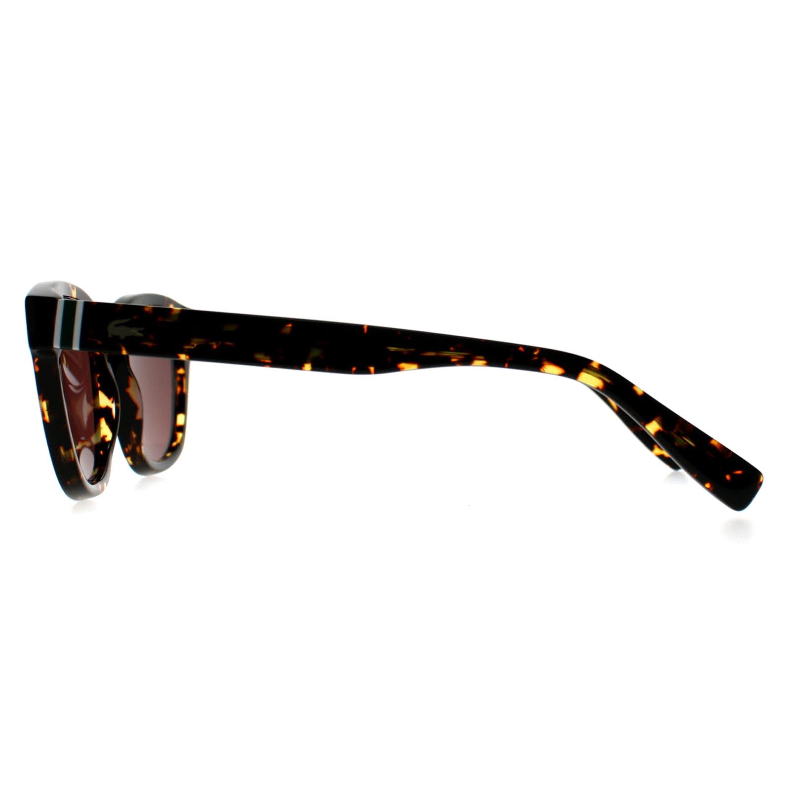 Brown Oval Dark Havana Brown L6015S, Image 3 of 3
