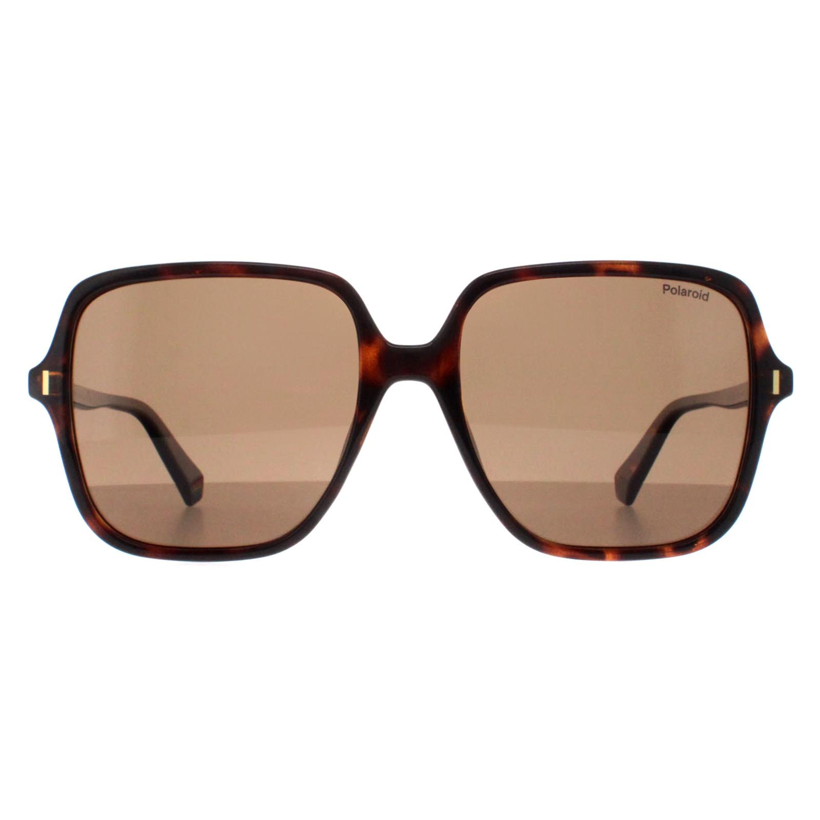 Brown Square Havana Bronze Polarized PLD 6219/S, Image 1 of 4