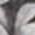 20233536
